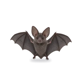 Bat, Realistic style