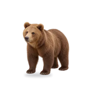 Bear, Realistic style