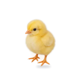 Chick, Realistic style