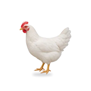 Chicken, Realistic style