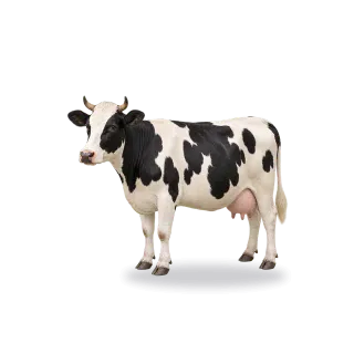 Mucca, stile Realistico