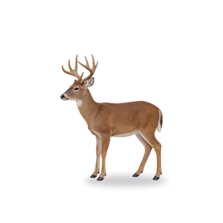 Deer, Realistic style