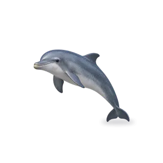 Dolphin, Realistic style