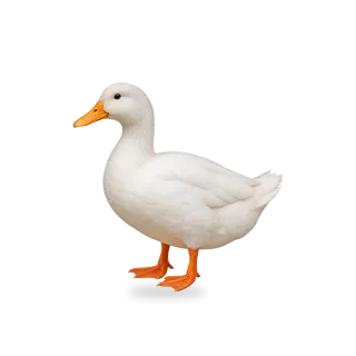 Duck, Realistic style