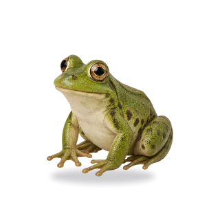 Frog, Realistic style