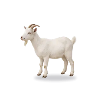 Goat, Realistic style