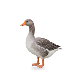 Goose, Realistic style