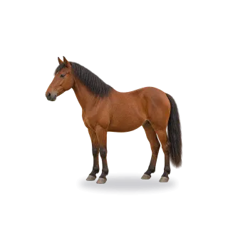 Horse, Realistic style