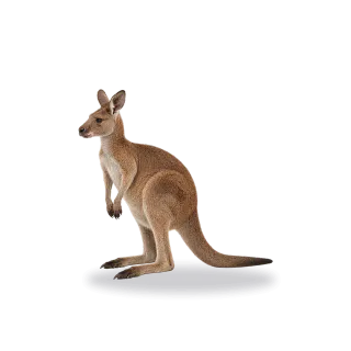 Kangaroo, Realistic style