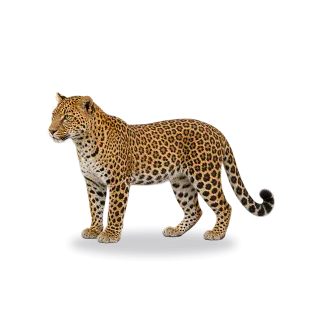 Leopard, Realistic style