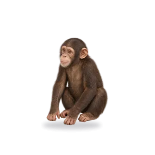 Monkey, Realistic style