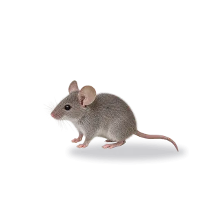 Mouse, Realistic style