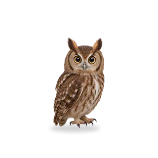 Owl, Realistic style