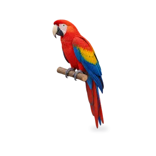 Parrot, Realistic style