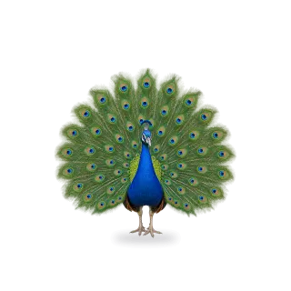 Peacock, Realistic style