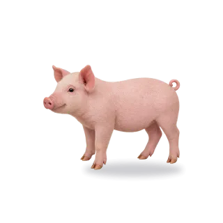 Pig, Realistic style