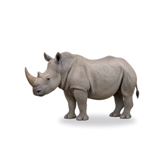 Rhino, Realistic style
