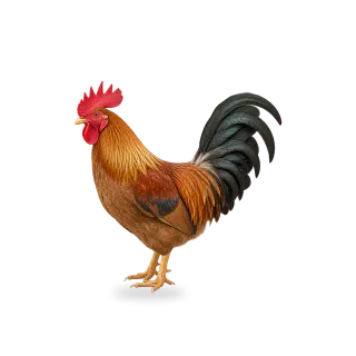 Rooster, Realistic style