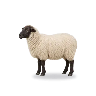 Sheep, Realistic style