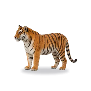Tiger, Realistic style
