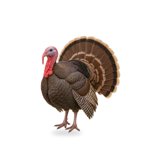 Turkey, Realistic style