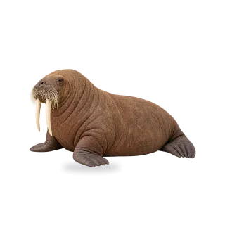 Walrus, Realistic style