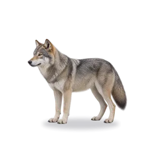 Wolf, Realistic style