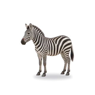 Zebra, Realistic style